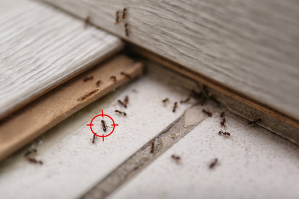 Best Exterminator Services  in Burnsville, NC