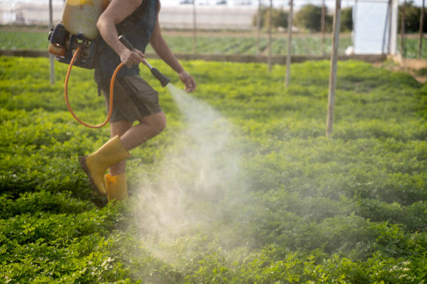 Reliable Burnsville, NC Pest Control Solutions