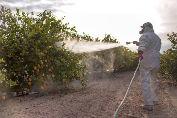 Best Bed Bug Extermination  in Burnsville, NC