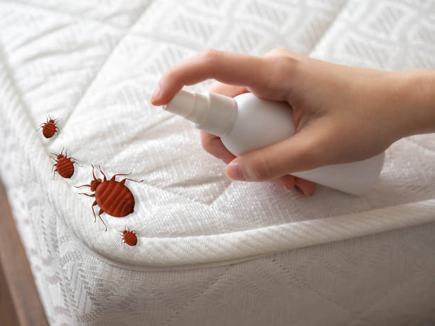 Best Wasp Removal Services  in Burnsville, NC