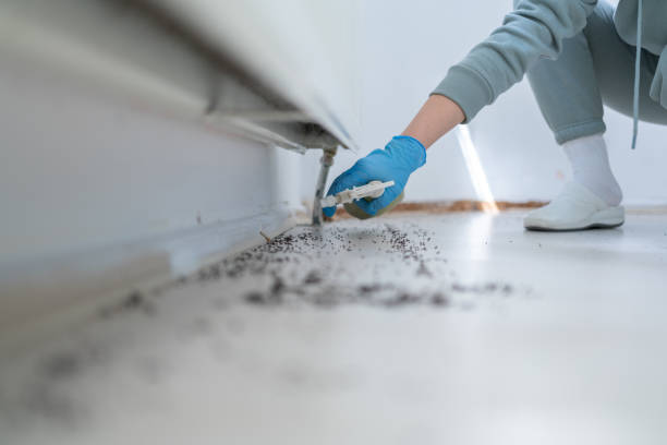  Burnsville, NC Pest Control Pros