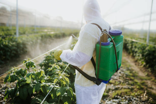 Insect Control in Burnsville, NC